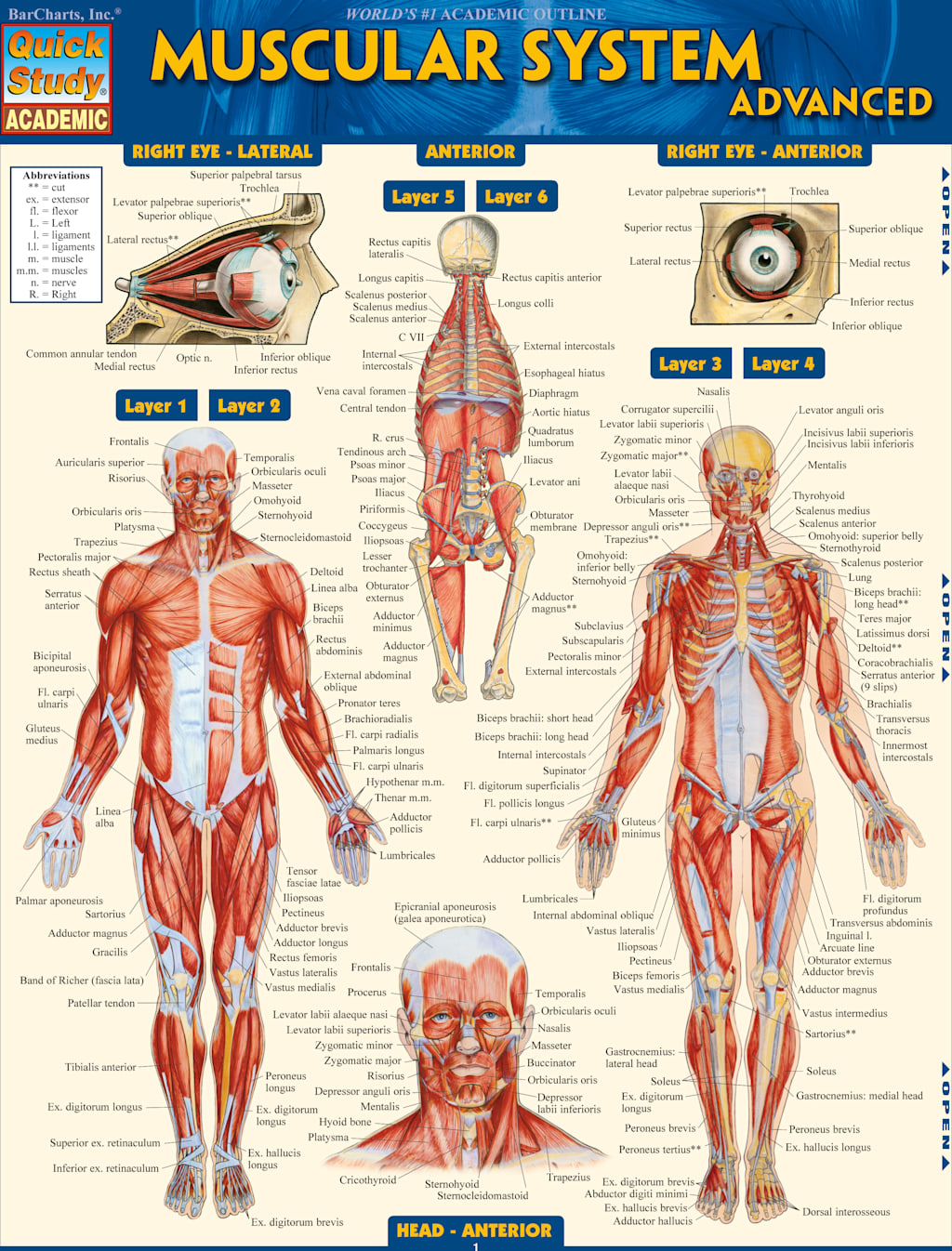 MUSCULAR SYSTEM ADVANCED