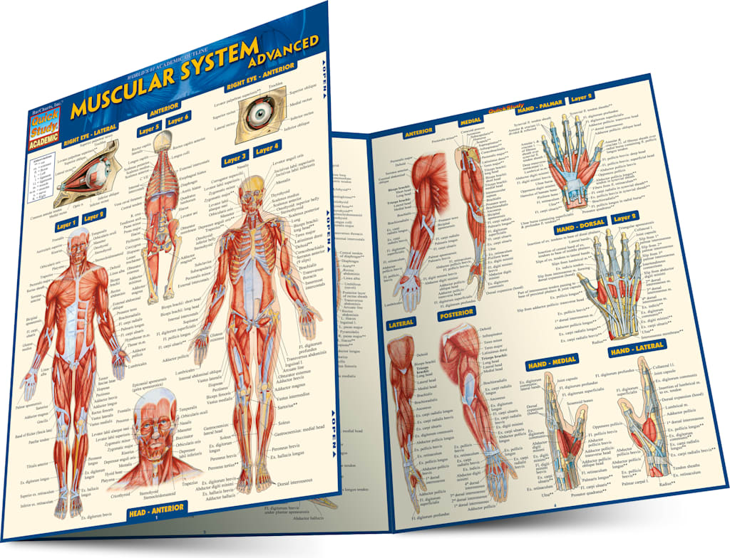 MUSCULAR SYSTEM ADVANCED