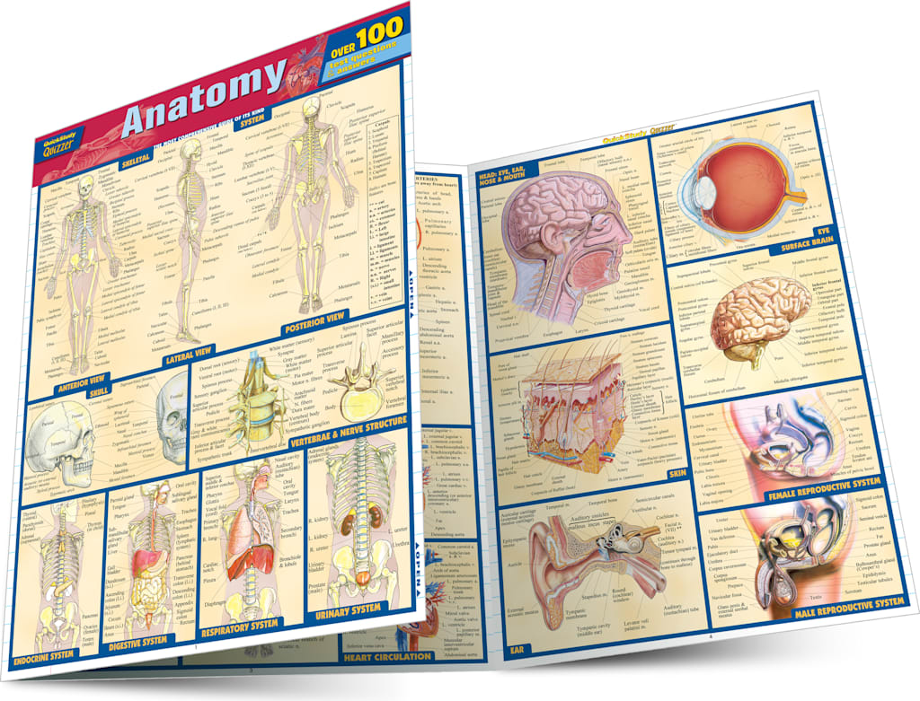 ANATOMY QUIZZER