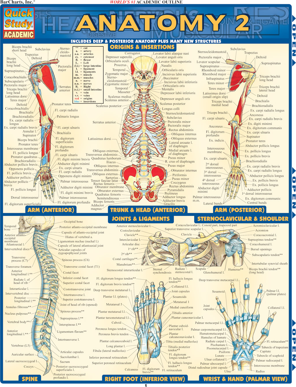 ANATOMY 2