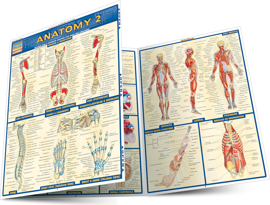 ANATOMY 2