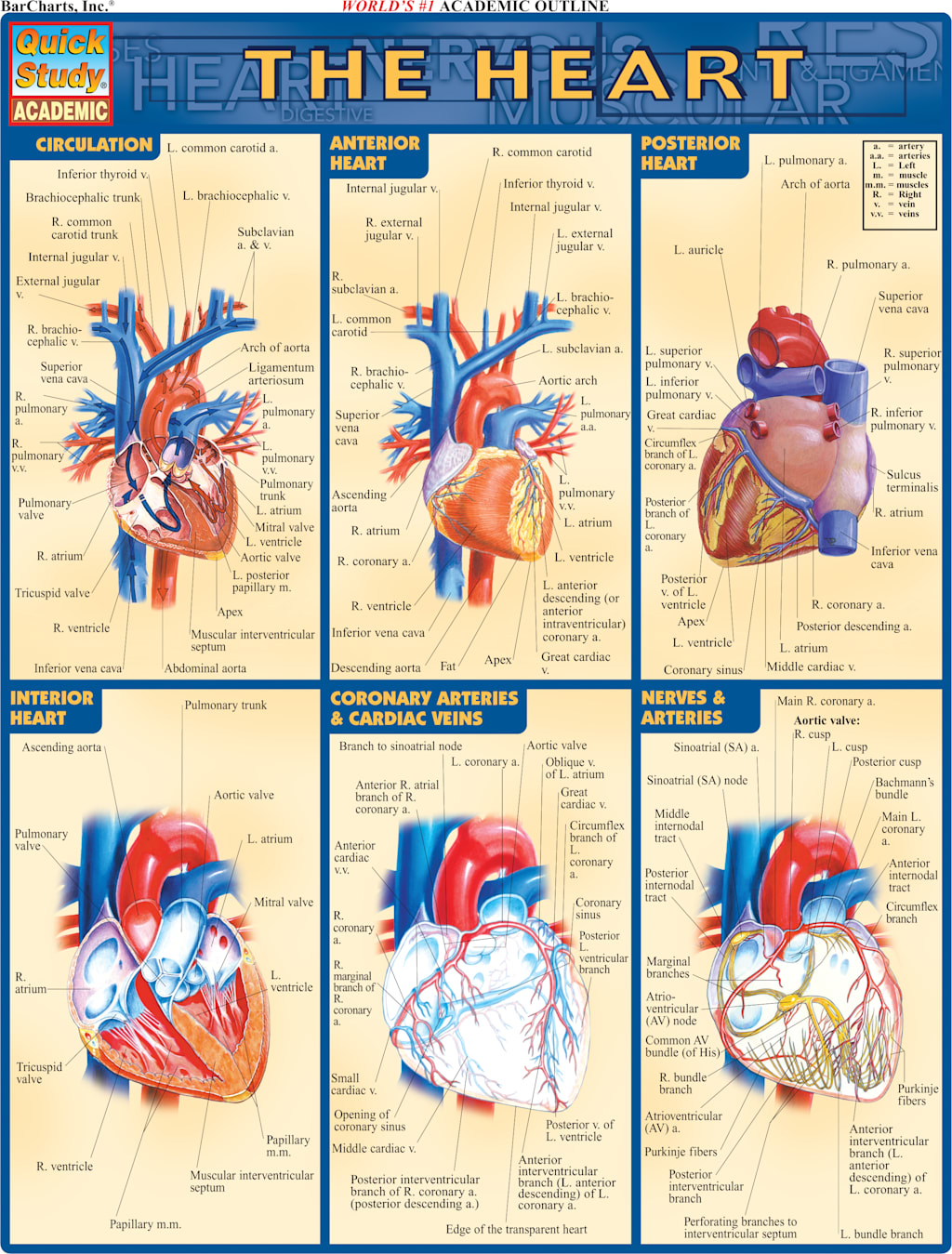 HEART