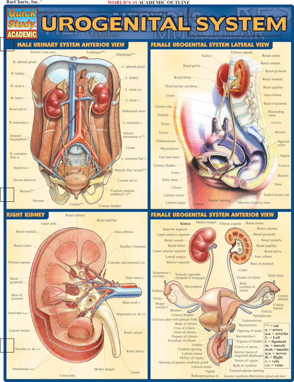 URO-GENITAL SYSTEM