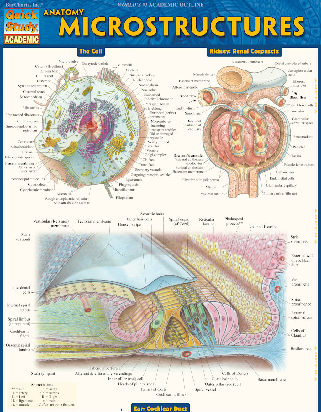 Anatomy: Microstructures
