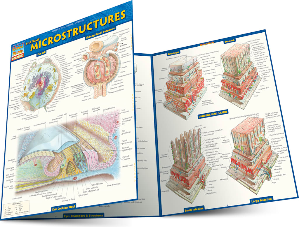 Anatomy: Microstructures