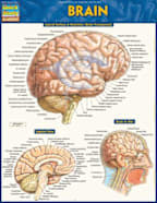 BRAIN