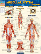 MUSCULAR SYSTEM ADVANCED
