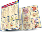 ANATOMY QUIZZER