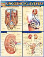 URO-GENITAL SYSTEM