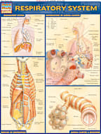 RESPIRATORY SYSTEM