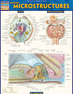 Anatomy: Microstructures
