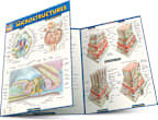 Anatomy: Microstructures