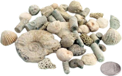 Fossil Sorting Kit