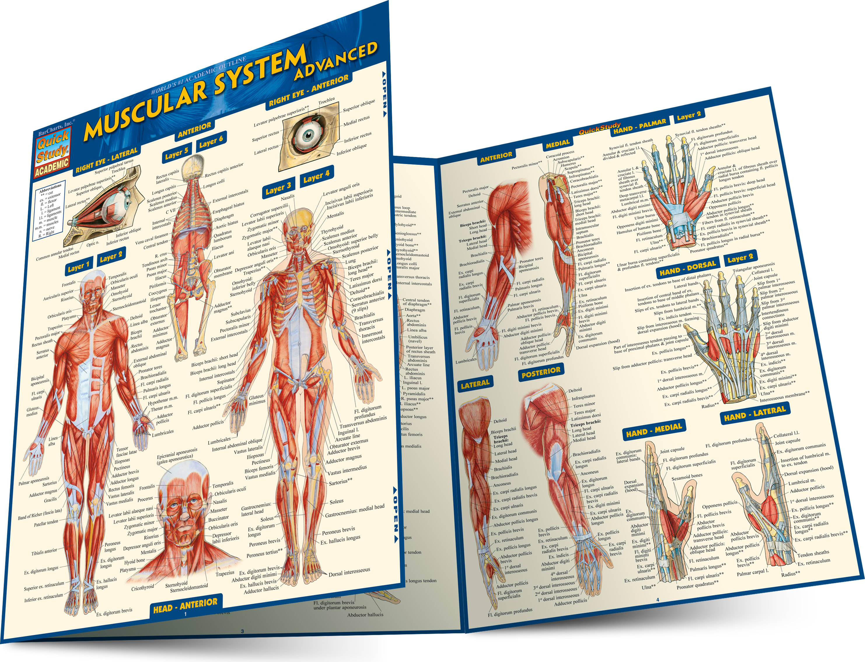 MUSCULAR SYSTEM ADVANCED
