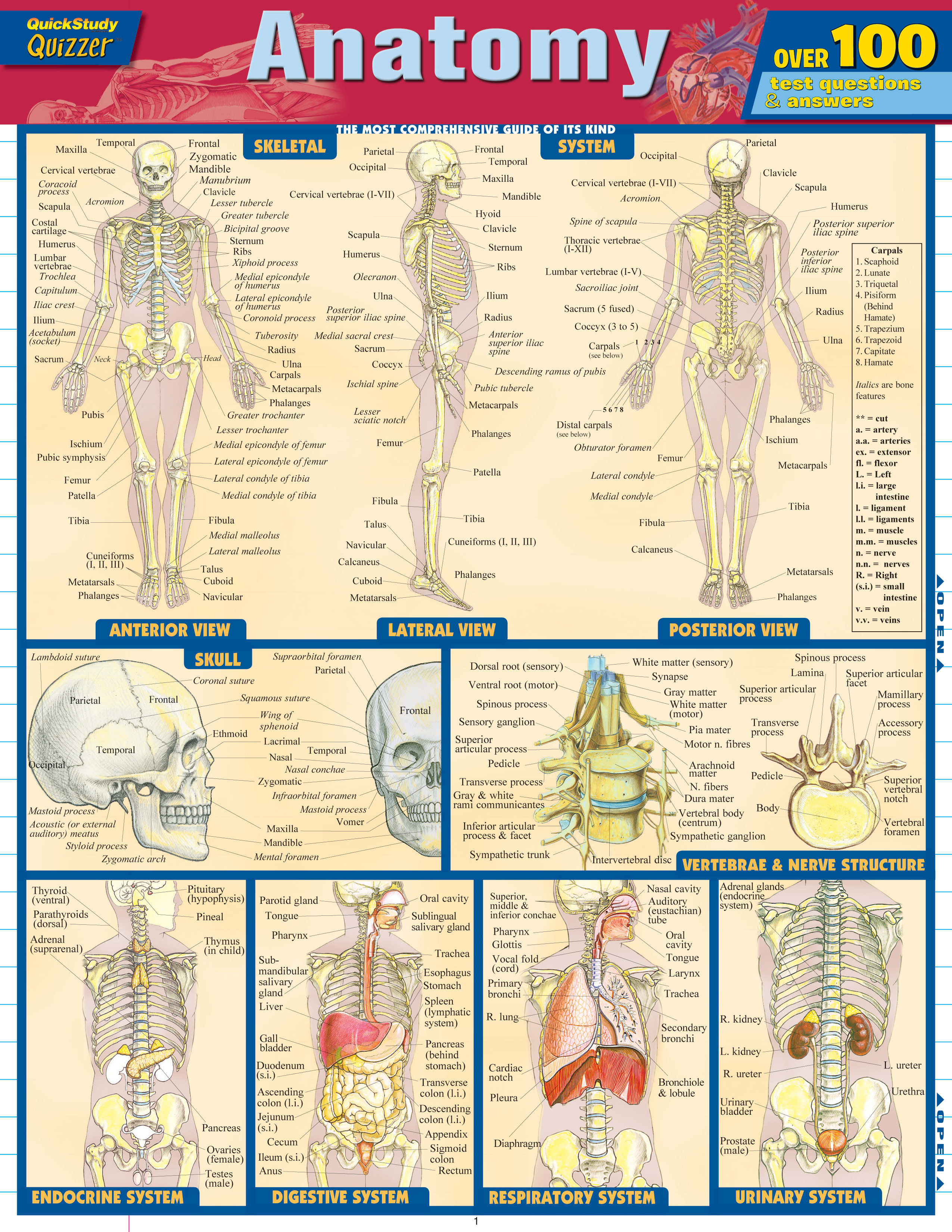 ANATOMY QUIZZER