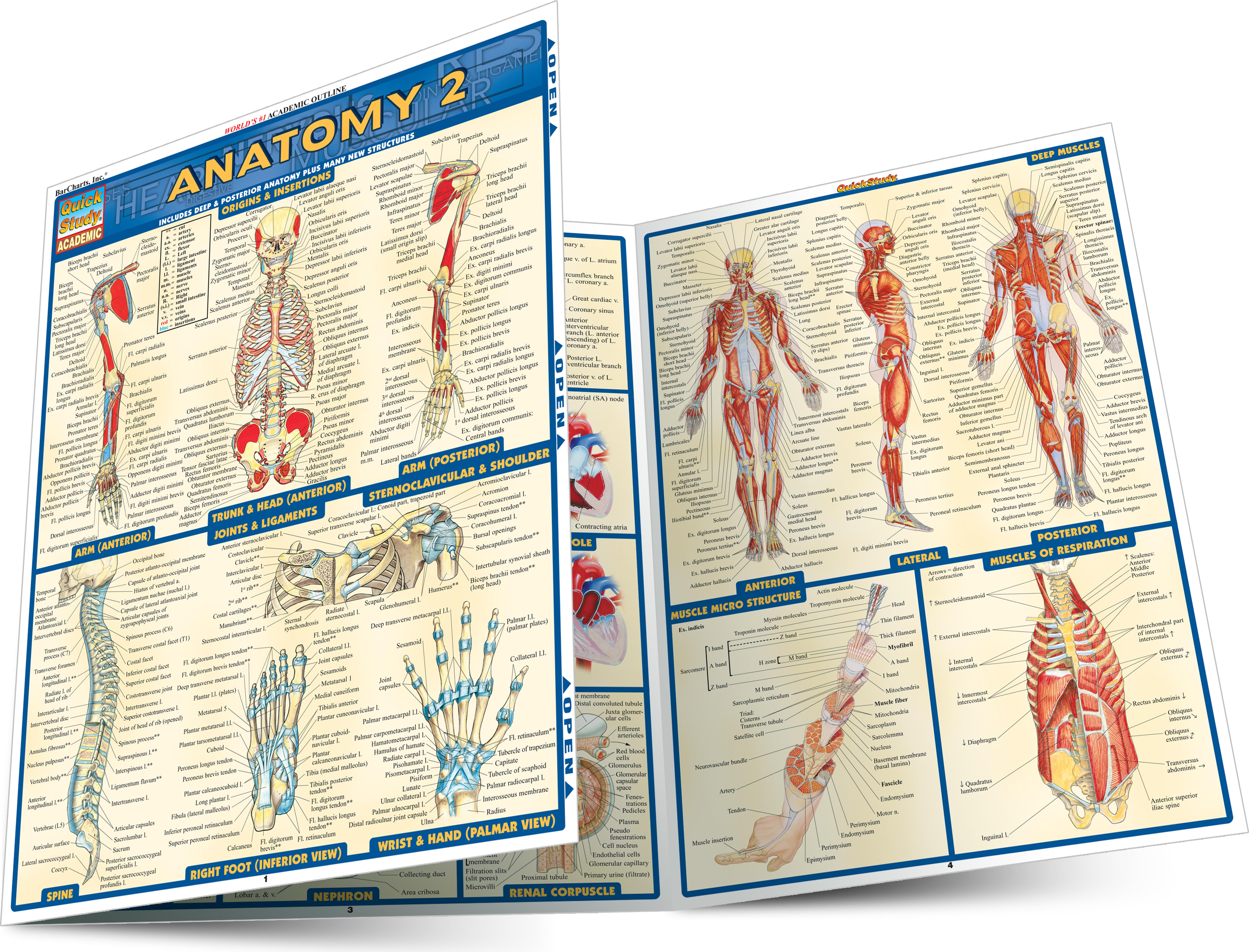 ANATOMY 2