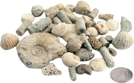 Fossil Sorting Kit