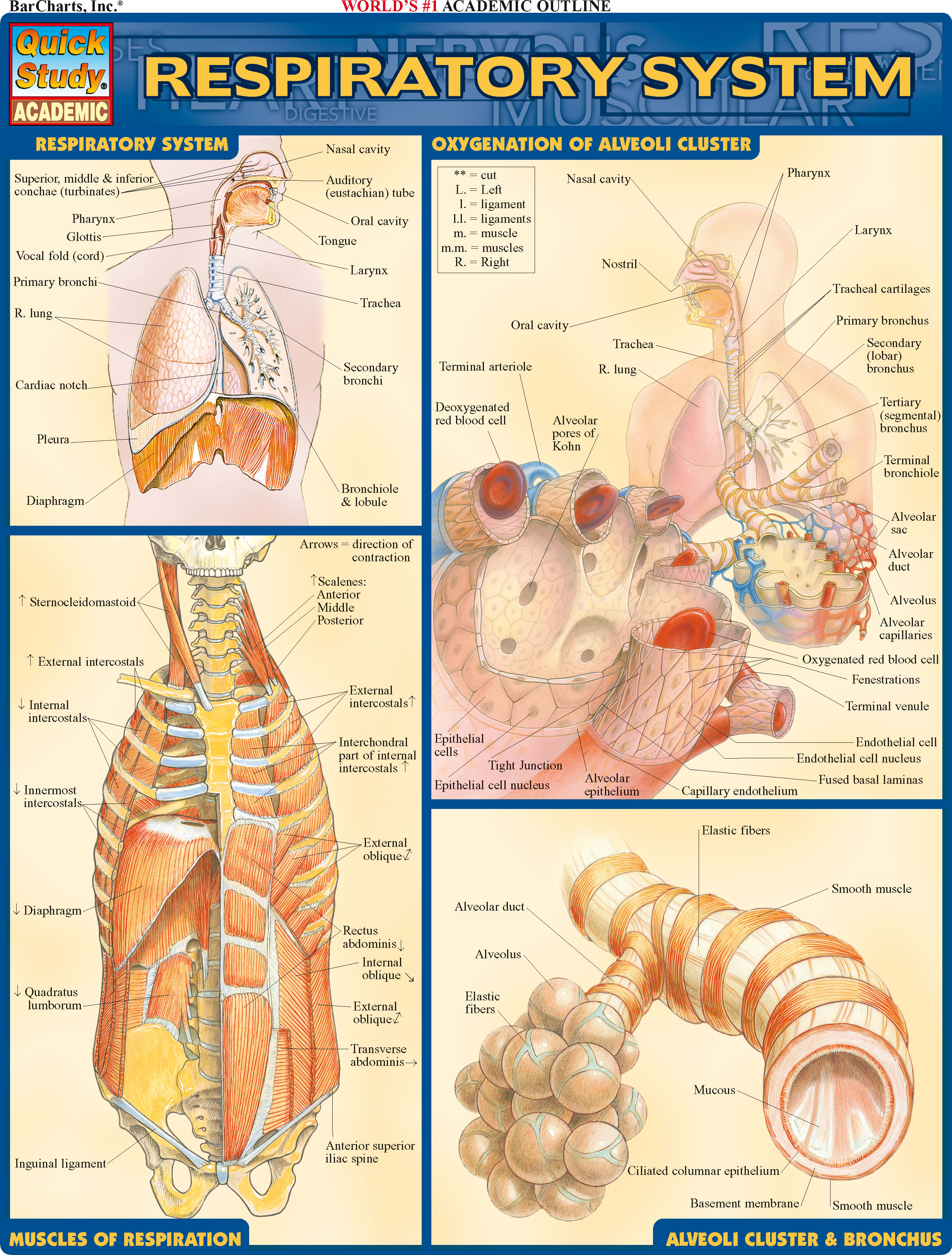 RESPIRATORY SYSTEM