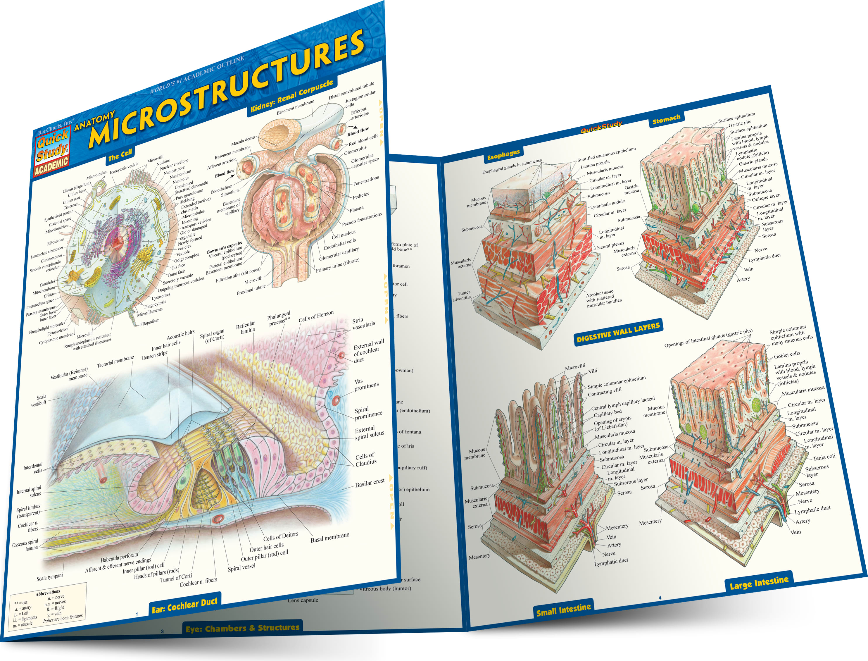 Anatomy: Microstructures